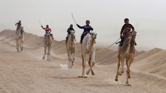 Carreras de camellos en el desierto de Egipto