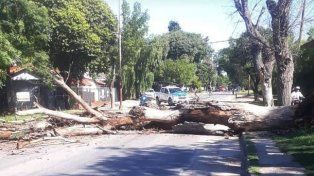 Dos personas y un vehículo que pasaban por el lugar evitaron por segundos ser aplastados por las ramas de un árbol que cayó en la zona oeste de Paraná&nbsp;