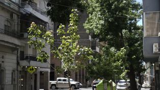 Más verde para la ciudad. Se espera la reposición de las especies caídas durante la tormenta.