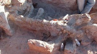 Una nueva especie de dinosaurio fue descubierta en Neuquén