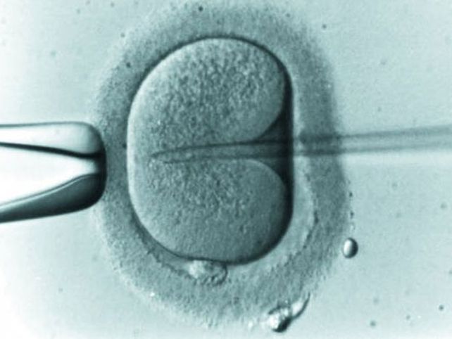 Crean un método barato para fertilización in vitro