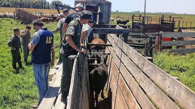 Los vacunos aberdeen angus fueron recuperados