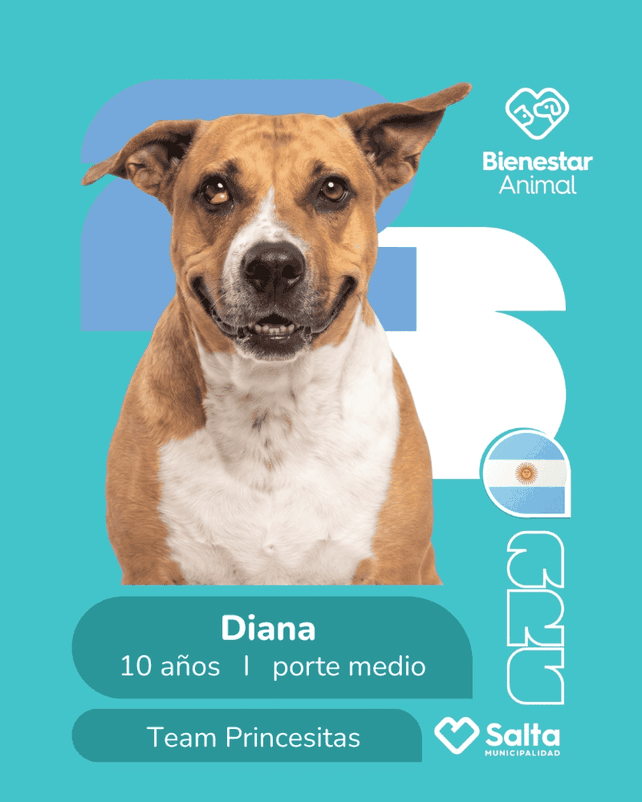 El álbum de figuritas de mascotas: lanzaron stickers de perros que buscan ser adoptados