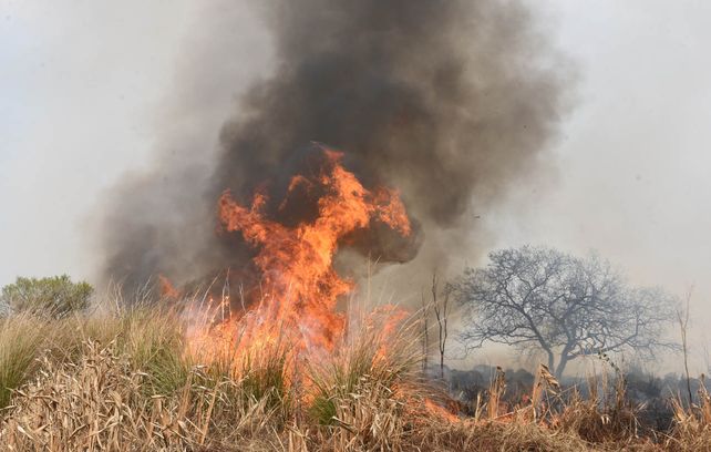 Delta del río Paraná: el fuego arrasó 300 mil hectáreas y devastó a fauna y flora de los humedales