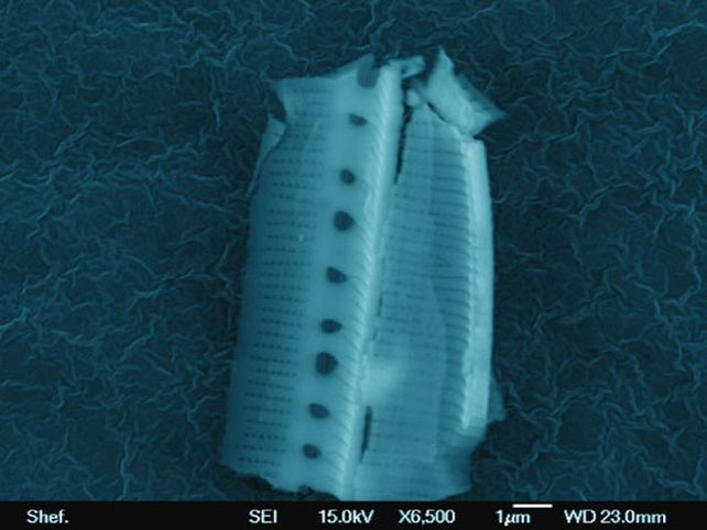 Científicos británicos creen haber encontrado vida extraterrestre
