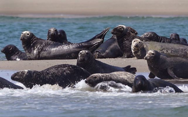 Un grupo de focas