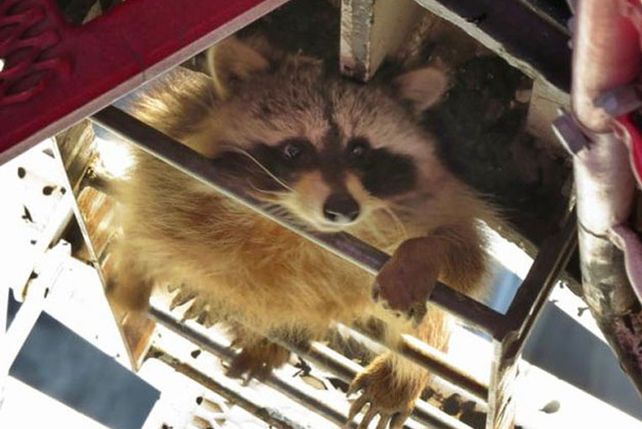 Un mapache aventurero escaló 58 pisos por la pluma de una grúa