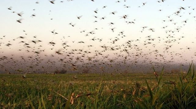 Especialistas advierten sobre la invasión de langostas