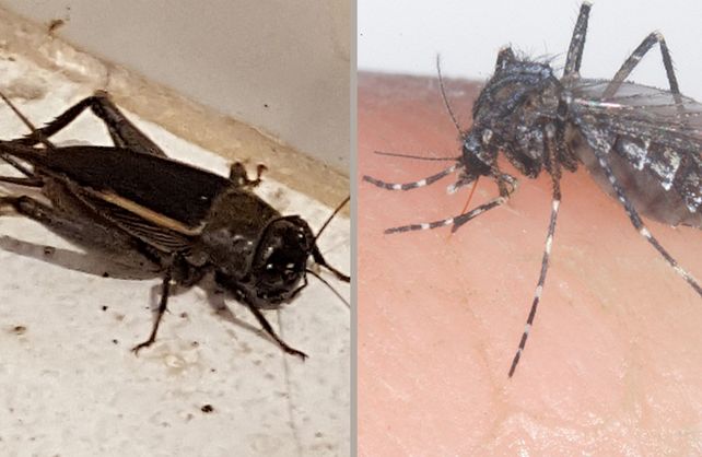 ¿A qué se debe la invasión de grillos y la aparición de mosquitos gigantes en la región?