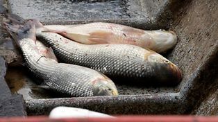 El desmanejo ambiental impacta sobre la cantidad de peces en el río Paraná