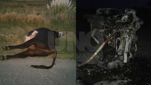 Milagro en San Cristóbal: chocó a un toro, cayó de un puente a un arroyo seco y resultó ileso