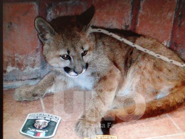 Secuestraron un cachorro de puma de tres meses en San Cristóbal