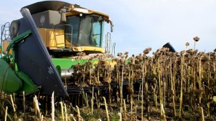 La molienda de girasol alcanzó en octubre un crecimiento interanual de 34%