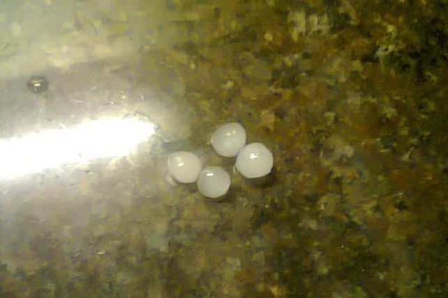 El granizo sorprendió a los vecinos de los barrios del norte de la ciudad