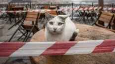 Un pequeño gato dio positivo de Covid-19 en Corea del Sur y se encieron las alertas. Un pequeño gato dio positivo de Covid-19 en Corea del Sur y se encieron las alertas.