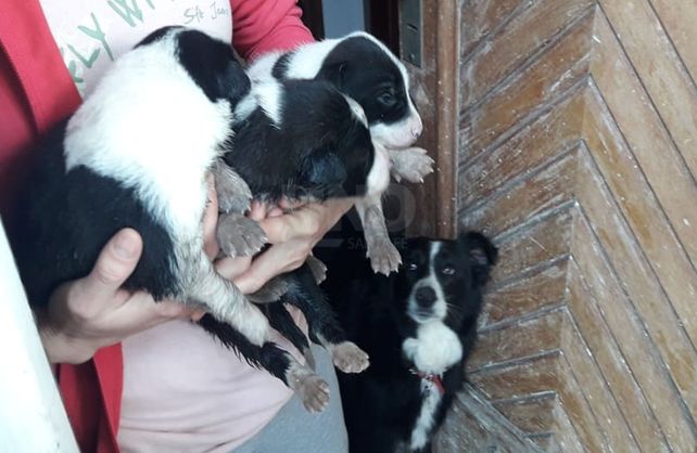 Los cachorritos rescatados