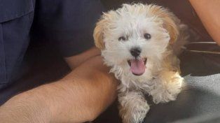 Paraná: recuperaron un caniche que había sido robado