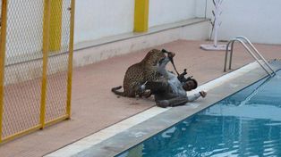Un leopardo irrumpió en una escuela, causó pánico y dejó a cinco personas graves