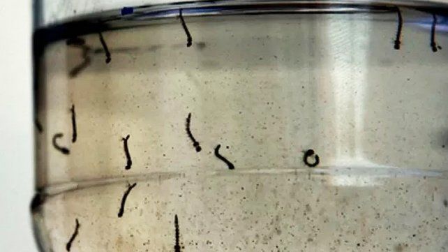Carla Vizzotti: El dengue encuentra un sistema sanitario fortalecido