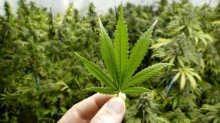 Objetivos. El proyecto busca la formación académica y productiva de cultivadores de cannabis y usuarios.
