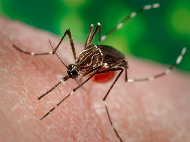 Qué es el mosquito rojo creado especialmente para combatir el dengue