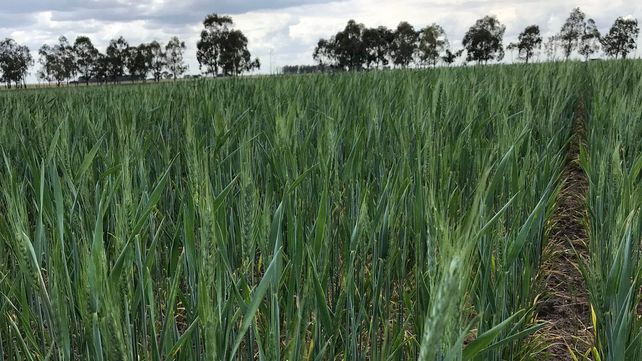 Trigo: la Bolsa de Rosario volvió a bajar la estimación
