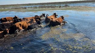 Trabajador rural murió ahogado cuando movía vacas de zona inundada en el norte santafesino