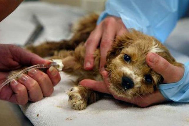 Impulsan la creación de un hospital veterinario público