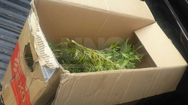 Entró a robar plantas de marihuana, peleó con el dueño y terminó preso