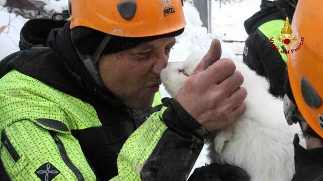 Rescataron a tres cachorros del hotel de Italia sepultado por un alud de nieve