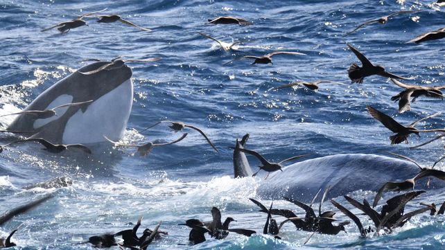El momento en que una manada de 70 orcas acorralan y devoran a una cría de ballena azul