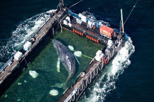 Rescate en Alemania: llevan en barcaza rumbo al mar del Norte a una ballena jorobada