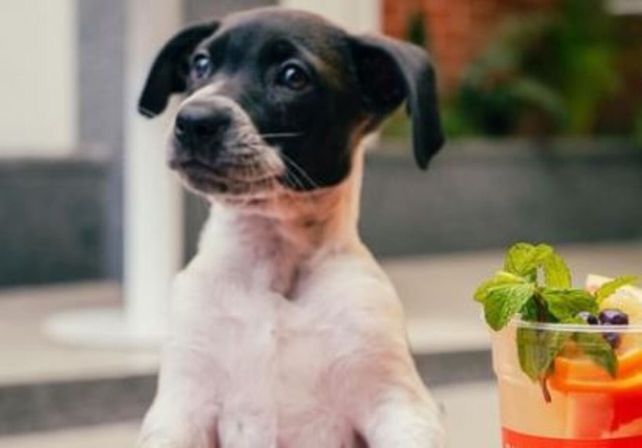 Cada vez más locales gastronómicos aceptan mascotas acompañadas por sus dueños.