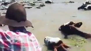 Con el agua al cuello: así trasladan el ganado debido a la crecida en Alejandra