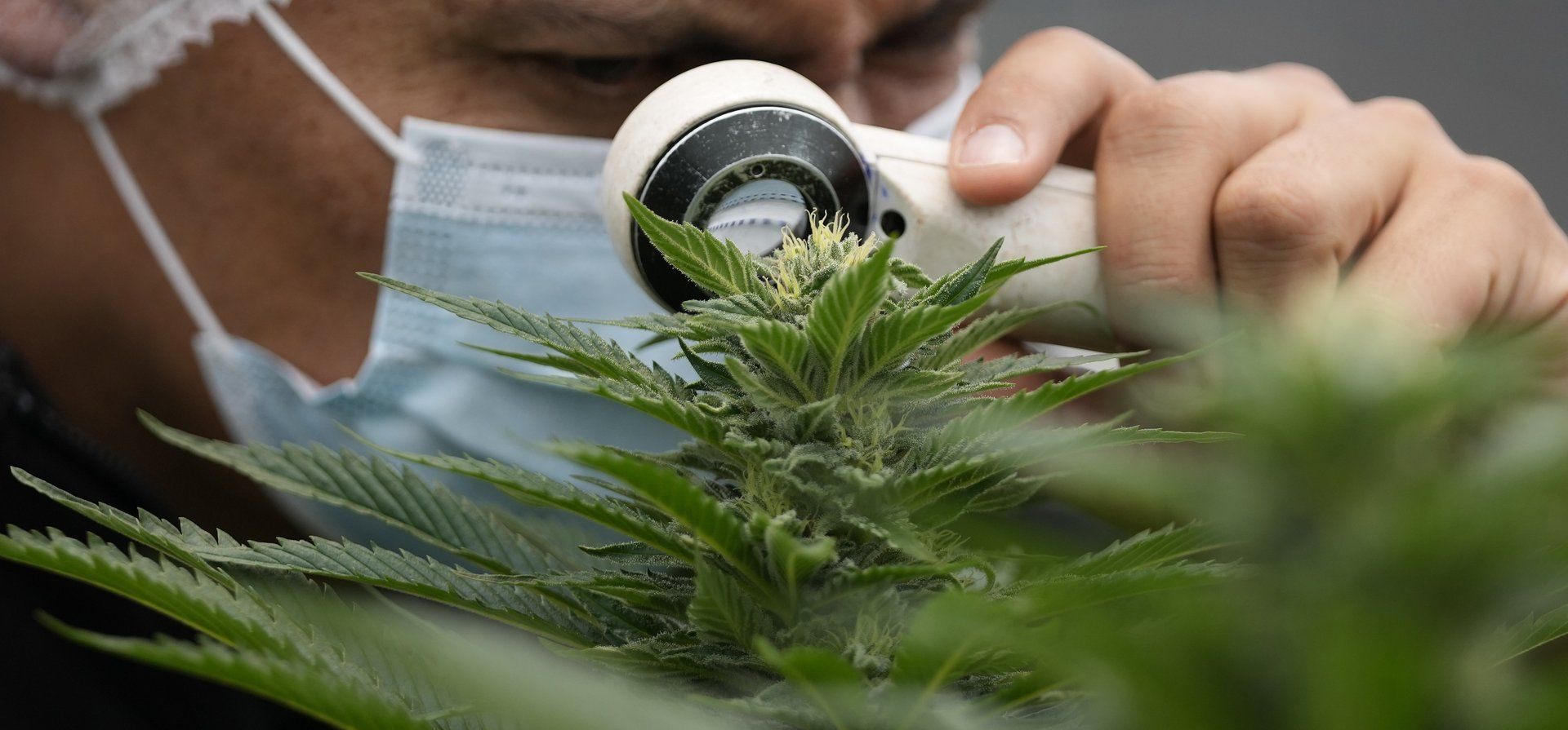 Cannabis: el laboratorio público ya abastece a pacientes con aceite