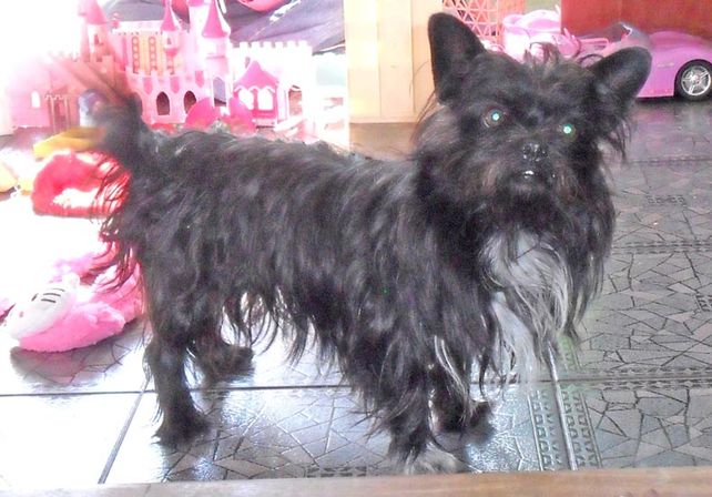 Serafín envió una carta desde el cielo de los perros
