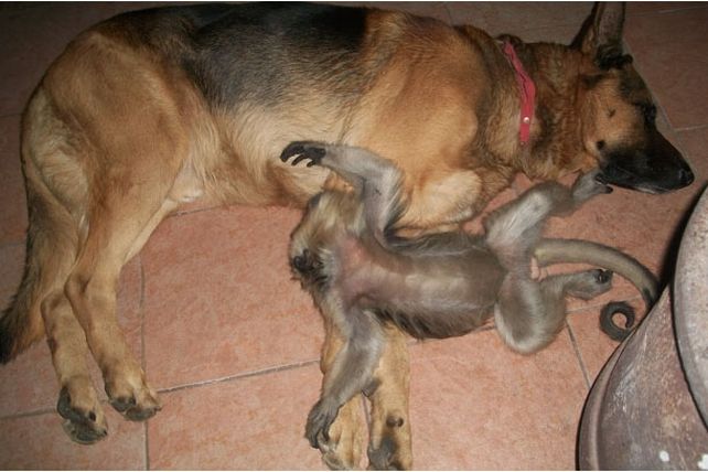 Una familia cordobesa está destrozada porque le sacaron su mono carayá