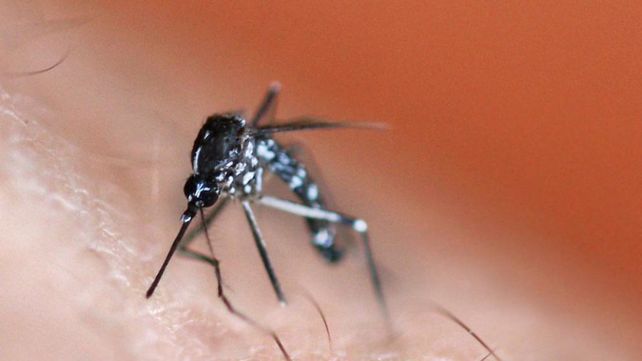 Siete razones que explican por qué los mosquitos pican más a algunas personas