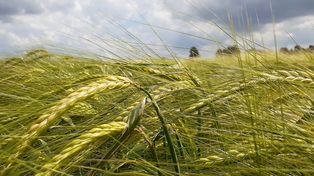 Aumentan la estimación de producción de cebada hasta cinco millones de toneladas