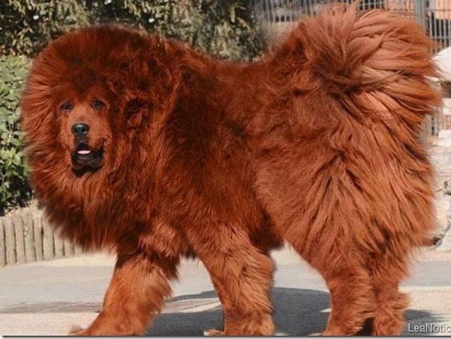 Estas son la razas de perros más caras del mundo