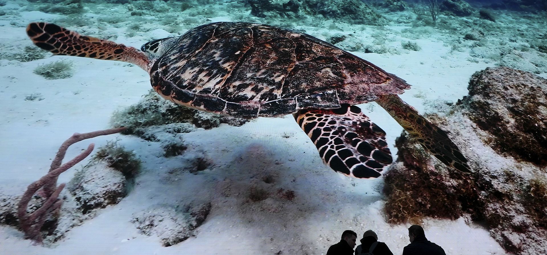 Asistentes observan las exhibiciones en las galerías públicas gratuitas de Outernet, que cuentan con pantallas gigantes Ultra HD en Londres, considerado el espacio de exhibición digital más grande de Europa, el martes 11 de febrero de 2025. (Foto AP/Kirsty Wigglesworth) Asistentes observan las exhibiciones en las galerías públicas gratuitas de Outernet, que cuentan con pantallas gigantes Ultra HD en Londres, considerado el espacio de exhibición digital más grande de Europa, el martes 11 de febrero de 2025. (Foto AP/Kirsty Wigglesworth)