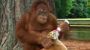 Un tierno video muestra a un orangután que adoptó a tres cachorros de tigre