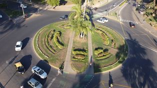 La ola de calor tiene un fuerte impacto en el arbolado urbano