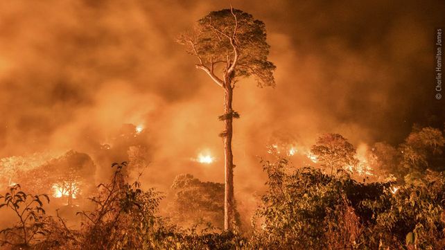 Las imágenes finalistas del Wildlife Photographer of the Year