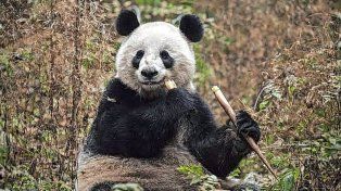 Dos pandas gigantes viajarán de China a Estados Unidos para reforzar la cooperación científica