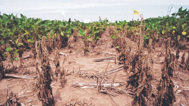 Cambio climático. La campaña 2022-2023 fue particularmente catastrófica