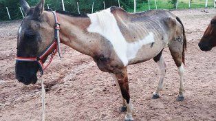 Los equinos fueron trasladados al Centro Ecuestre Municipal de Concordia para recibir atención veterinaria.