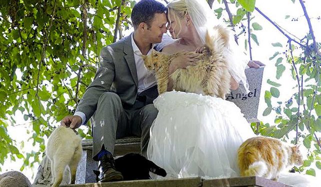Se casaron rodeados de 1000 gatos