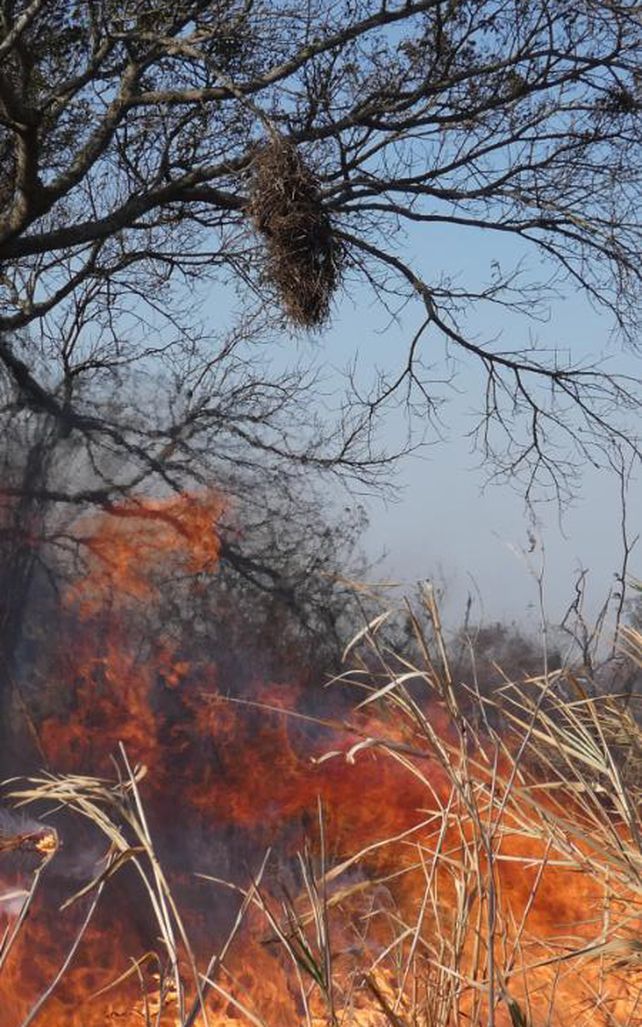 Incendios en las islas: La sociedad debe ver qué es lo que realmente pasó y qué estamos perdiendo
