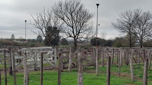 Creció la participación del Estado en la renta del agro